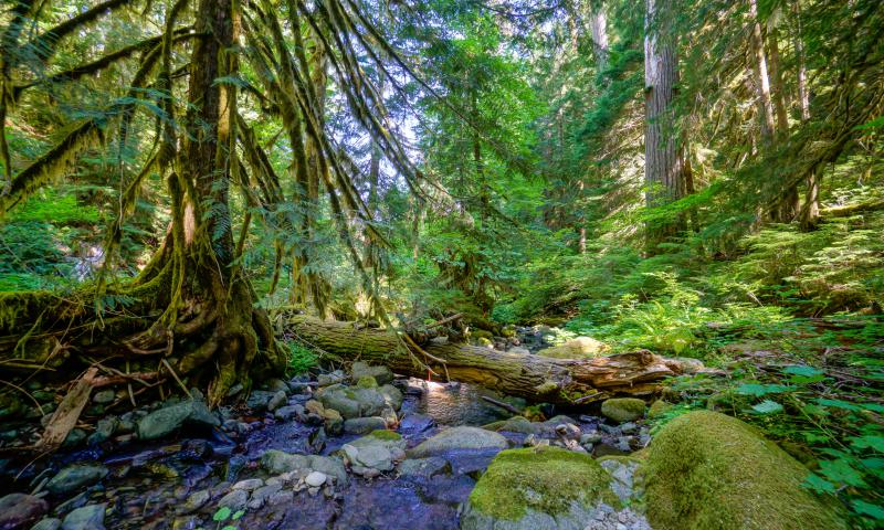 PNW Forest